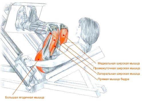 Какие мышцы работают при жиме ногами на тренажере