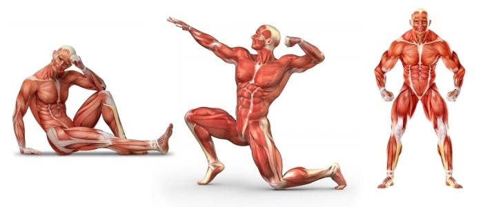 Мышцы и группы мышц человека