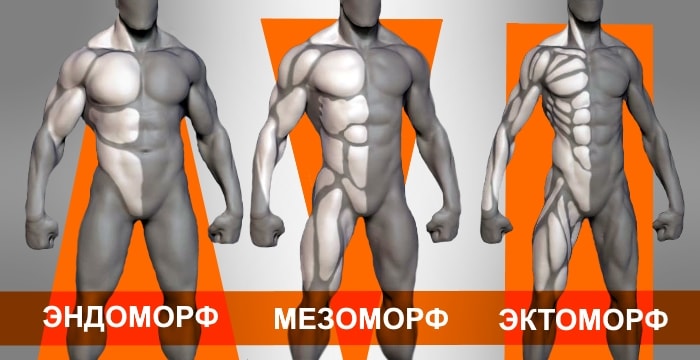 Типы телосложения: Эктоморф, Эндоморф и Мезоморф