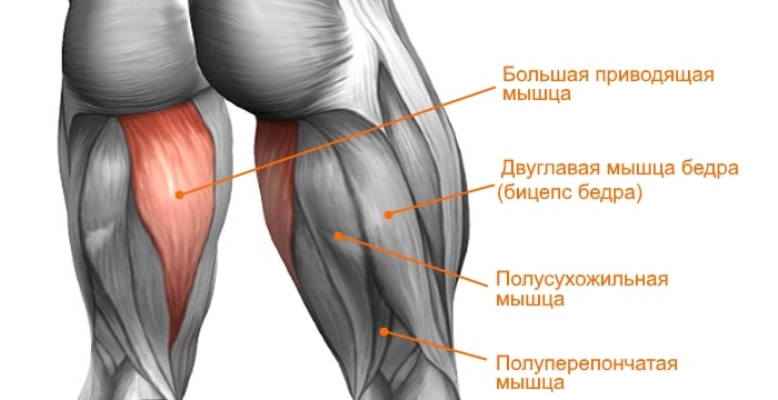 Задняя поверхность бедра мышцы